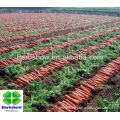 Chonghong No.1 F1 Hybrid Carrot seeds for planting